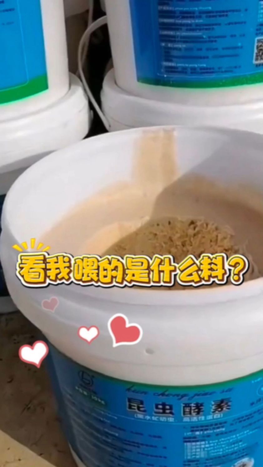 @水产养殖网红虾姐 来喂料了 #养虾人#南美白对虾养殖