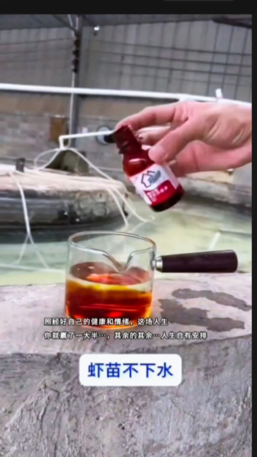 @水产养殖网红虾姐 虾苗不下水怎么办 #养虾人#南美白对虾养殖