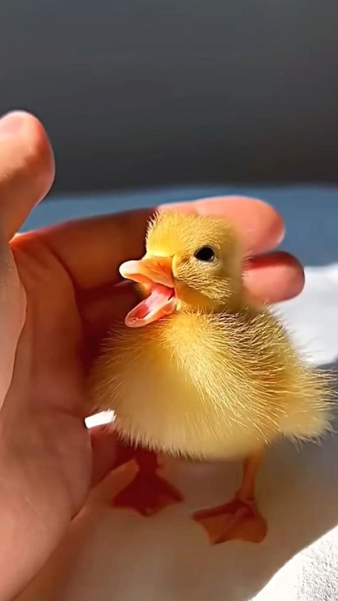 这是只神奇小鸭子,破壳而出后被男子训化,没想到是如此可爱
