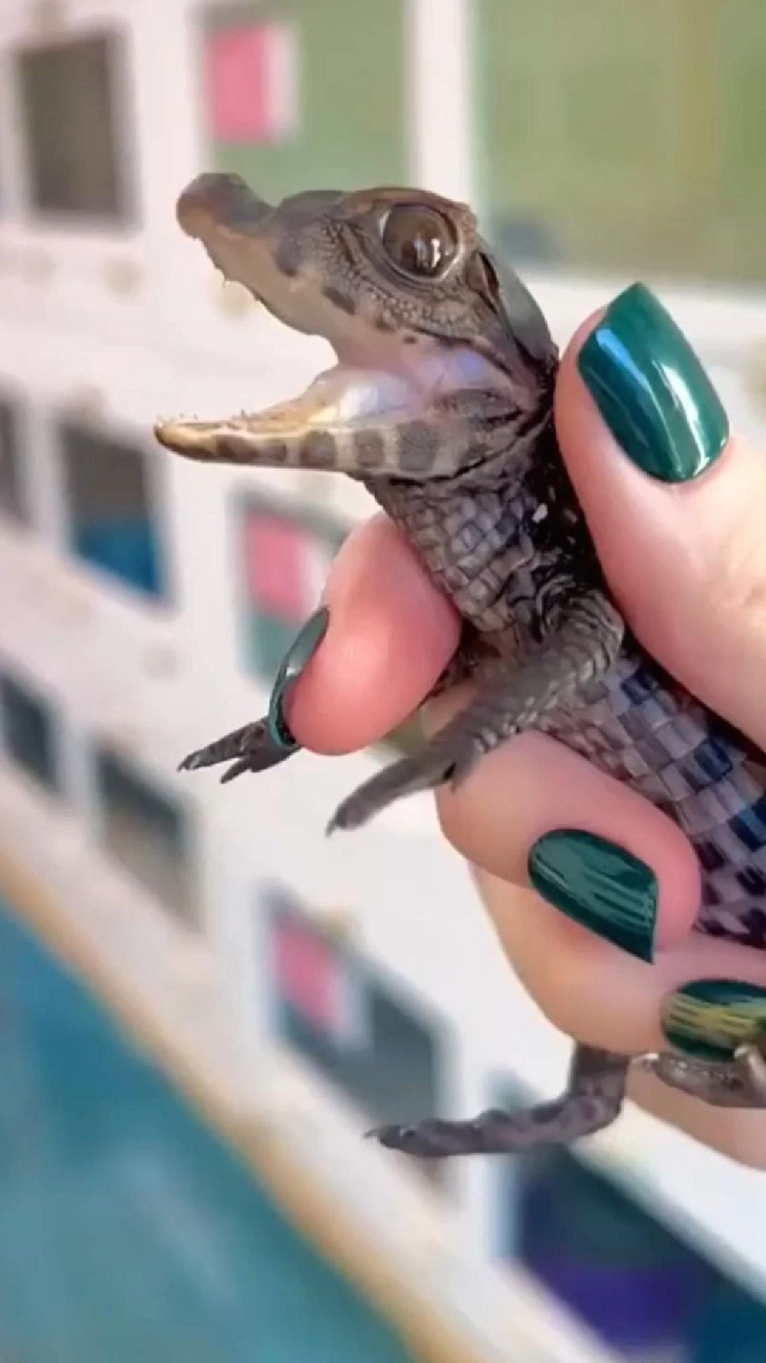 一只命运多舛的小鳄鱼,因祸得福,从此过上了幸福的生活