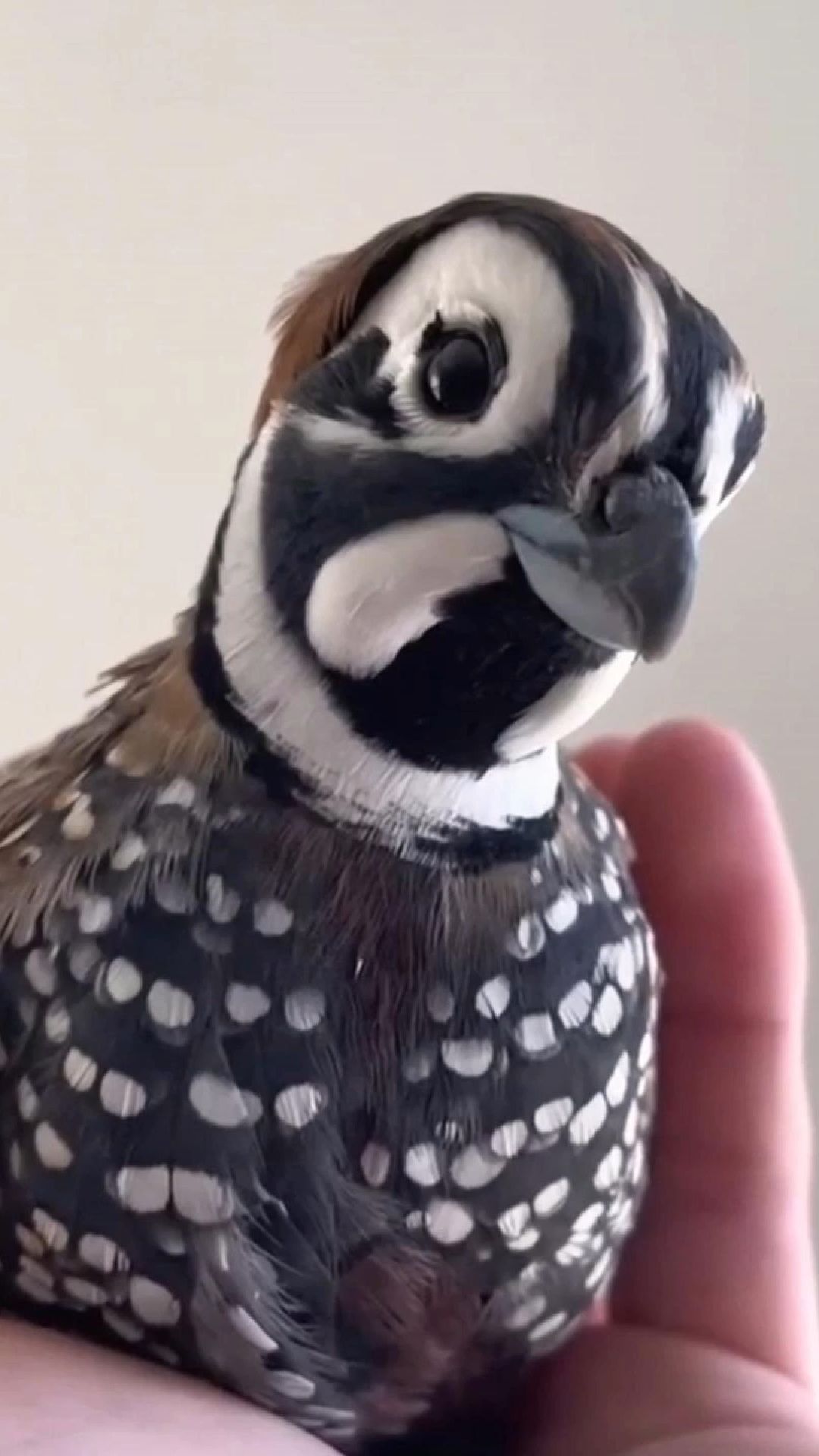 男人意外捡到枚神奇的鸟蛋，带着好奇将它孵化，没想到还有惊喜