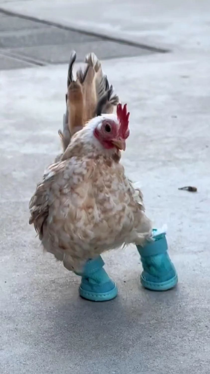 女子的举动让我感到震惊,一只歪脖子鸡,在她家被逆天改变!