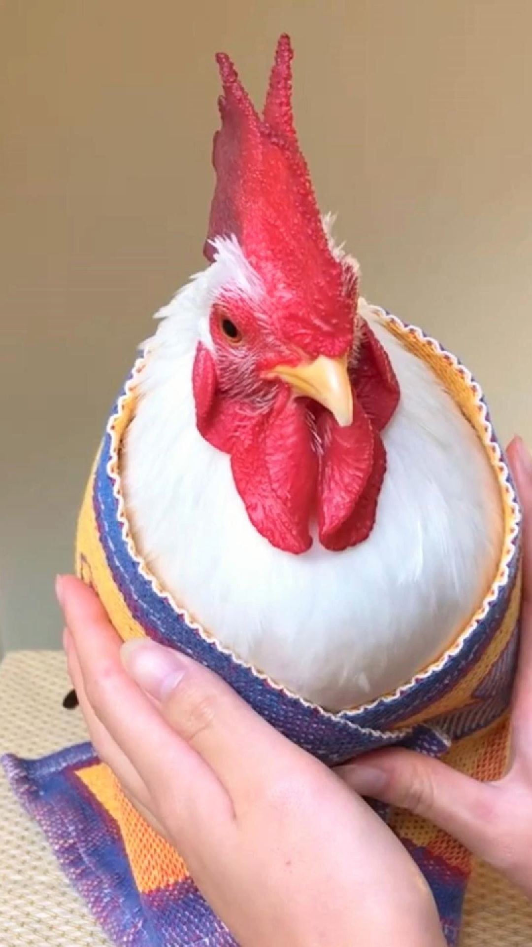 染色小鸡仔被人丢弃，女子捡回家养三年后，它却成了家里的宝！