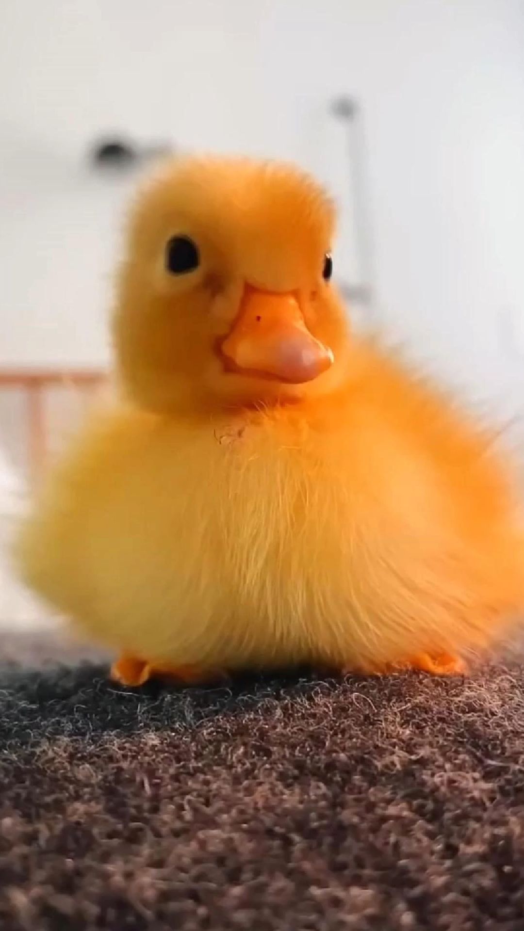 女子捡到鸭蛋孵出小鸭，不仅宠成宝还为它择偶，画面超有爱！