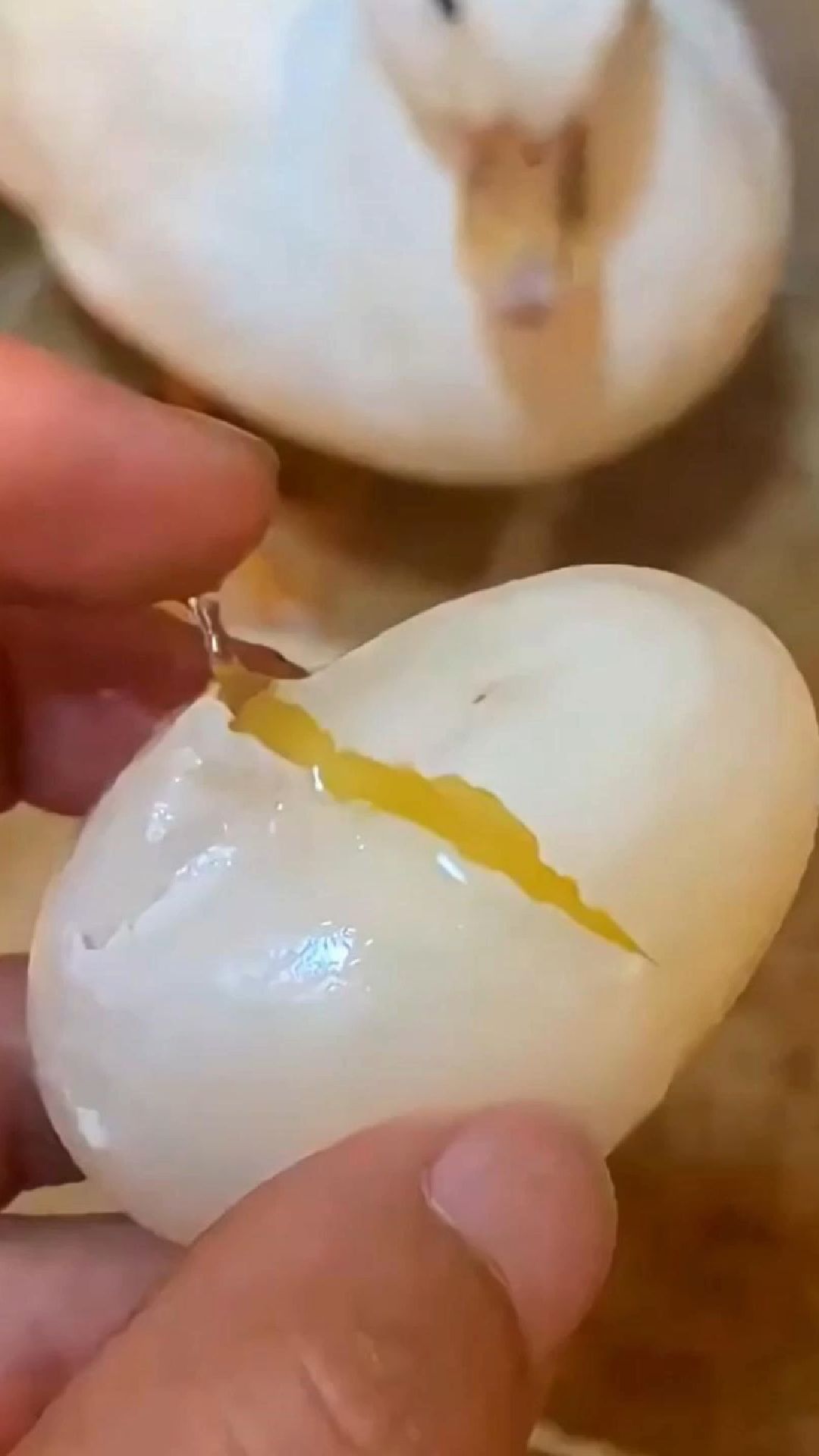 鸭妈妈产下一枚蛋破裂了，女子坚持将其孵化后，竟收获满院欢喜！