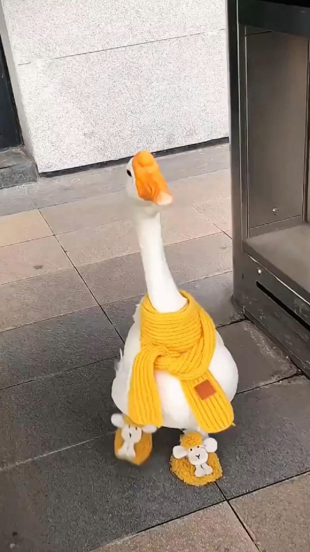 女子河边救回小鸭子,养大后发现是天鹅,还带夫携子来“蹭饭”!