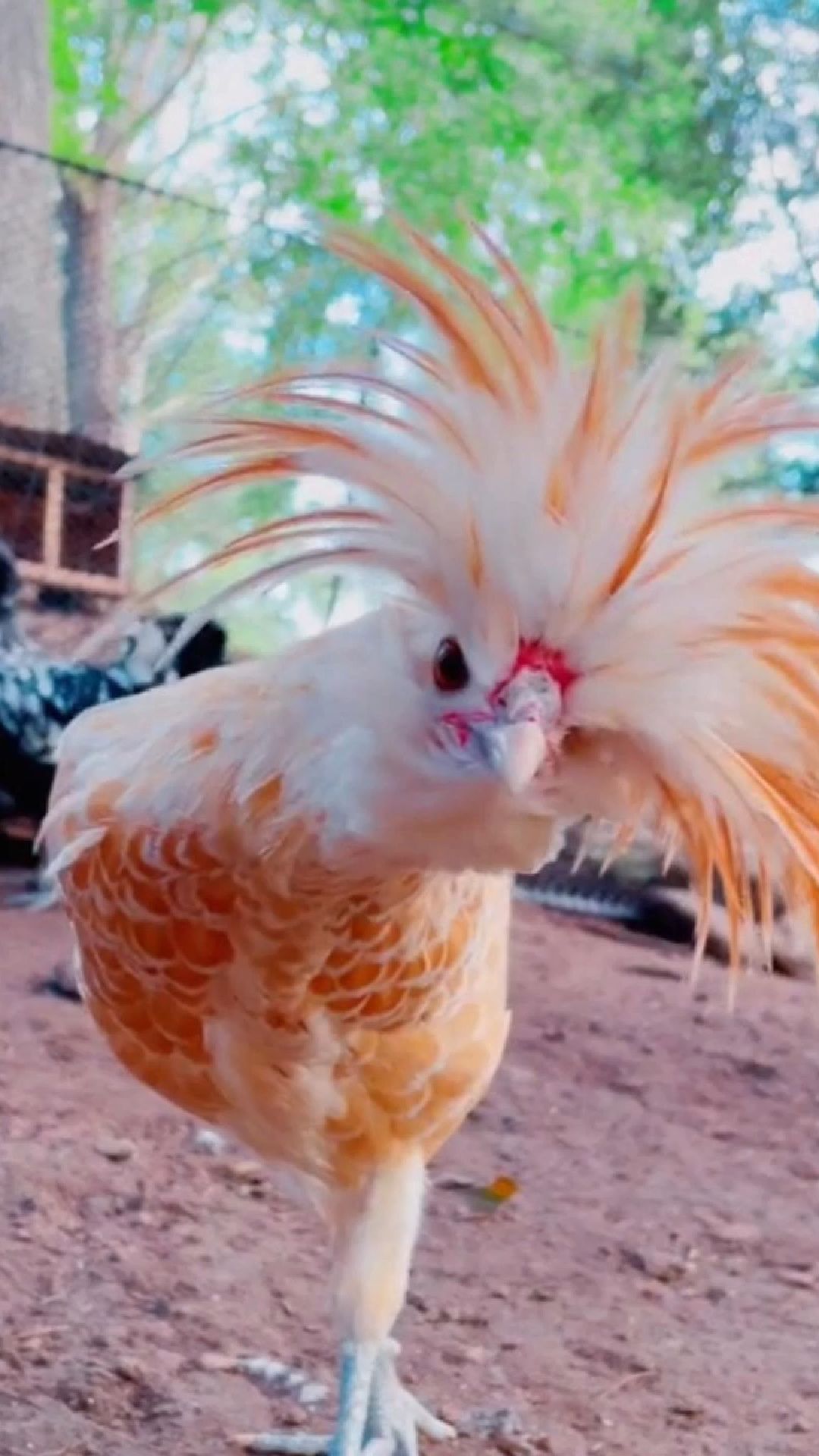 离了个大谱！鸡蛋在运输中被孵化，女子却把它当作意外之喜