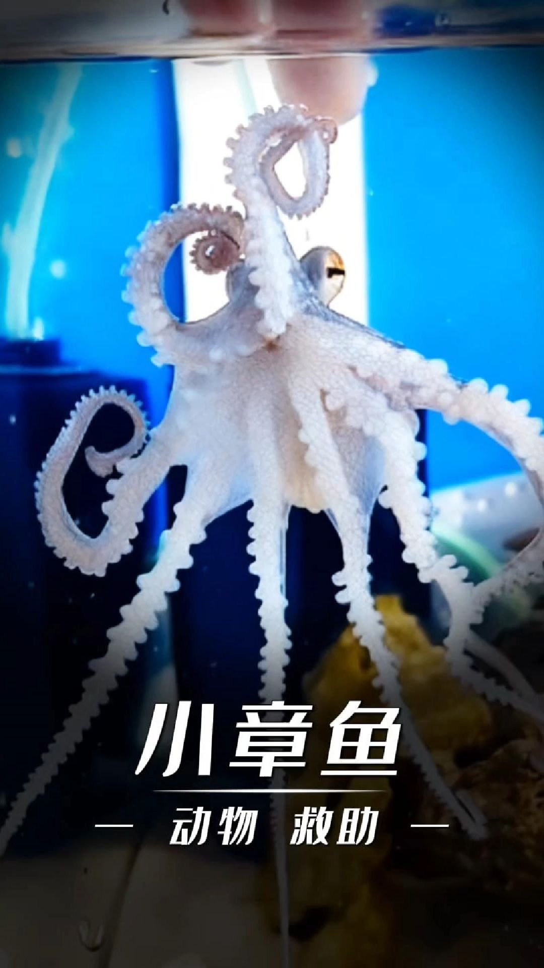 男子意外捡到只小章鱼,将其带回后,没想到它竟逆天改变!