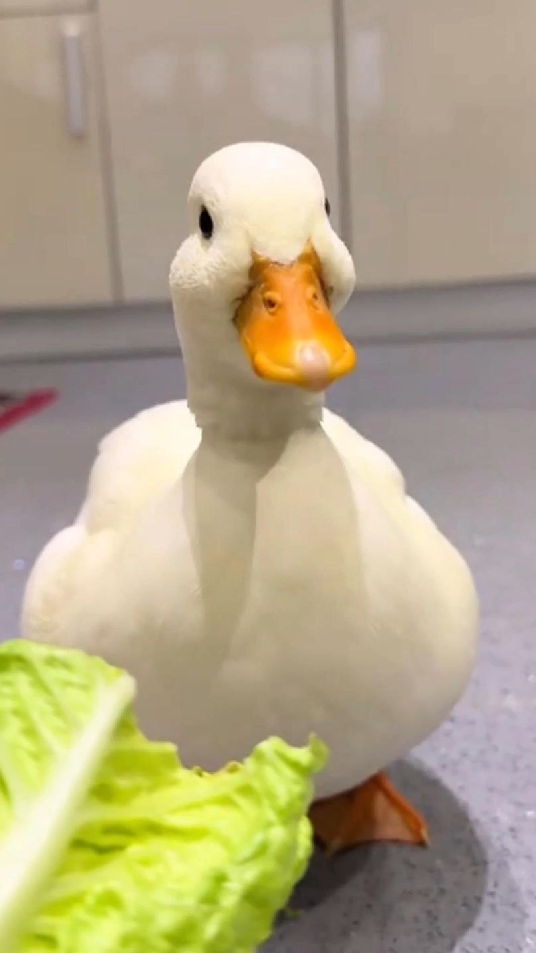 一只刚破壳的小鸭子,竟被一群番鸭围攻,女子的做法亮了!