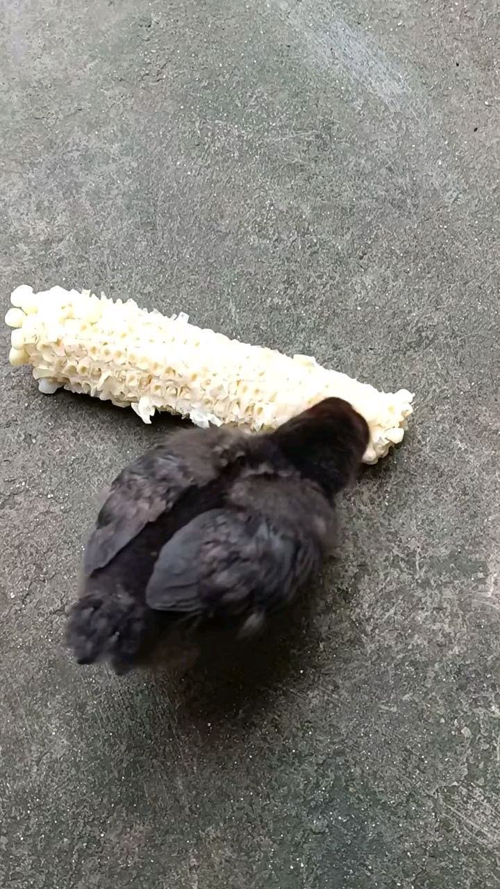 可爱的乌骨鸡正在进食