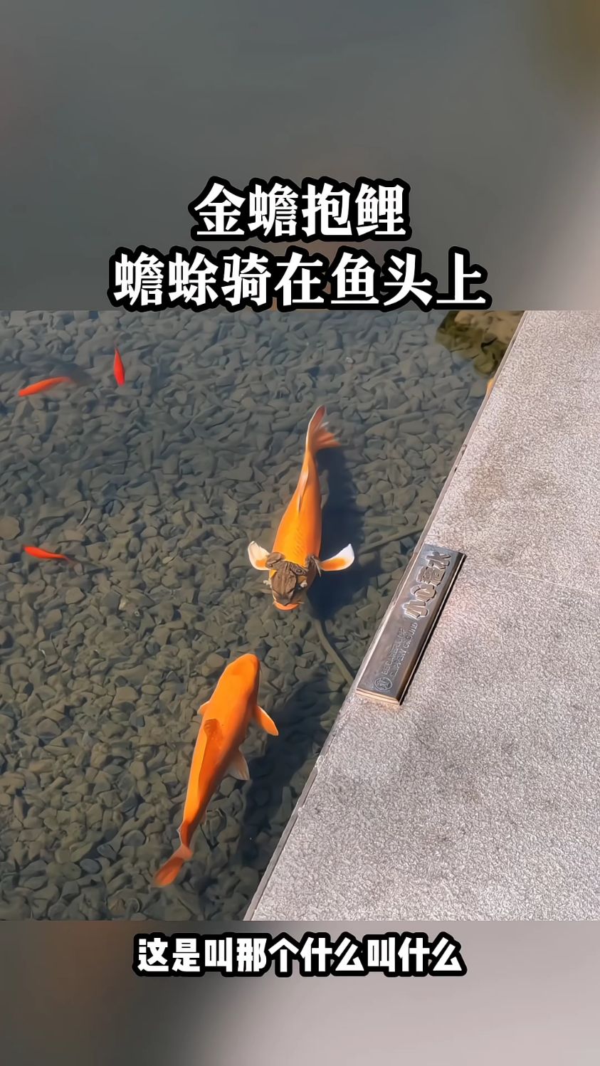 金蟾抱鲤，蟾蜍骑在鱼头上。
