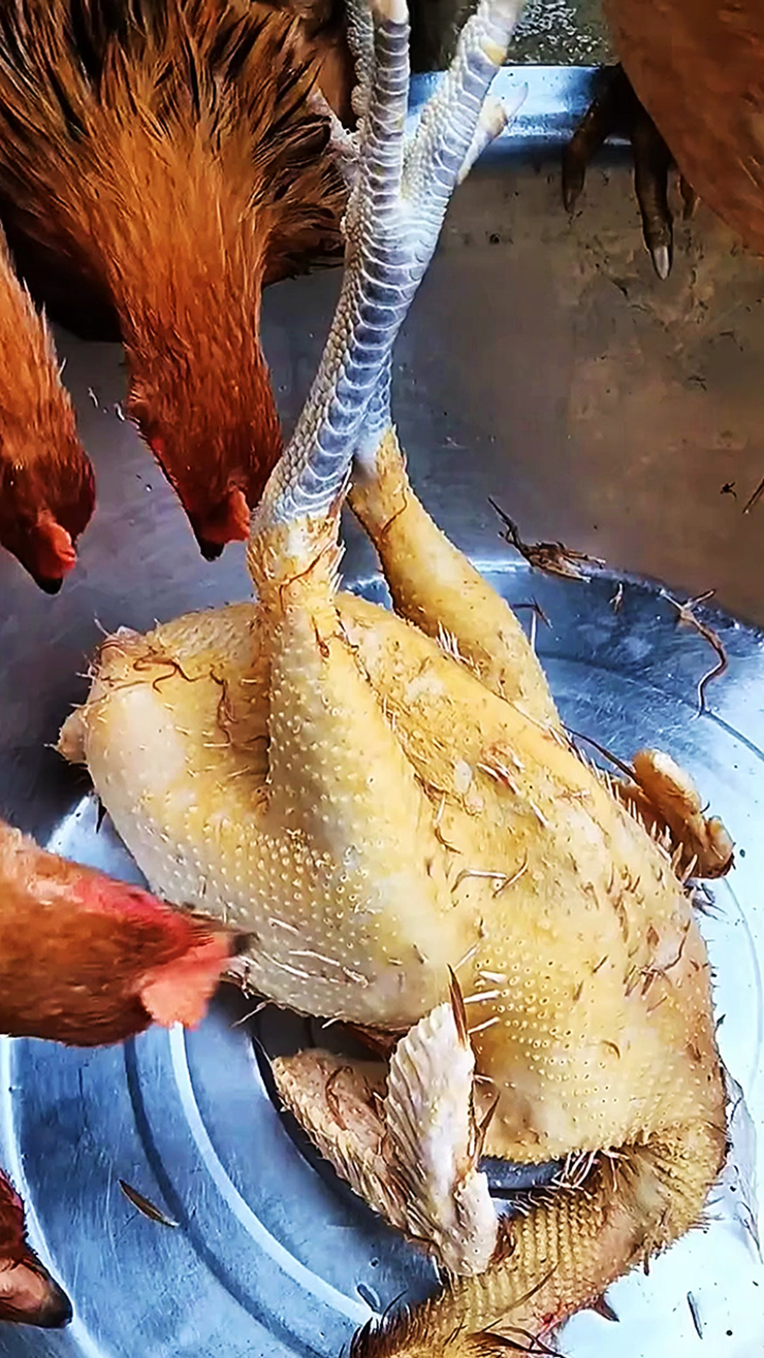 用小鸡嘴快速叼毛