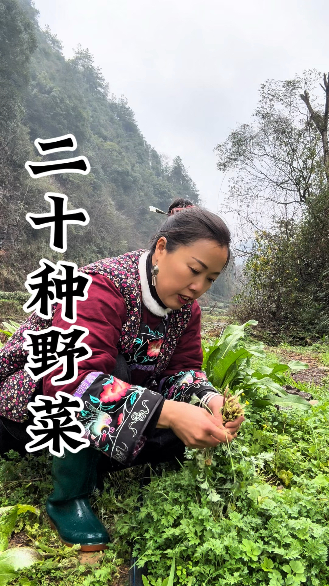 二十种野菜快来看看你吃过几种