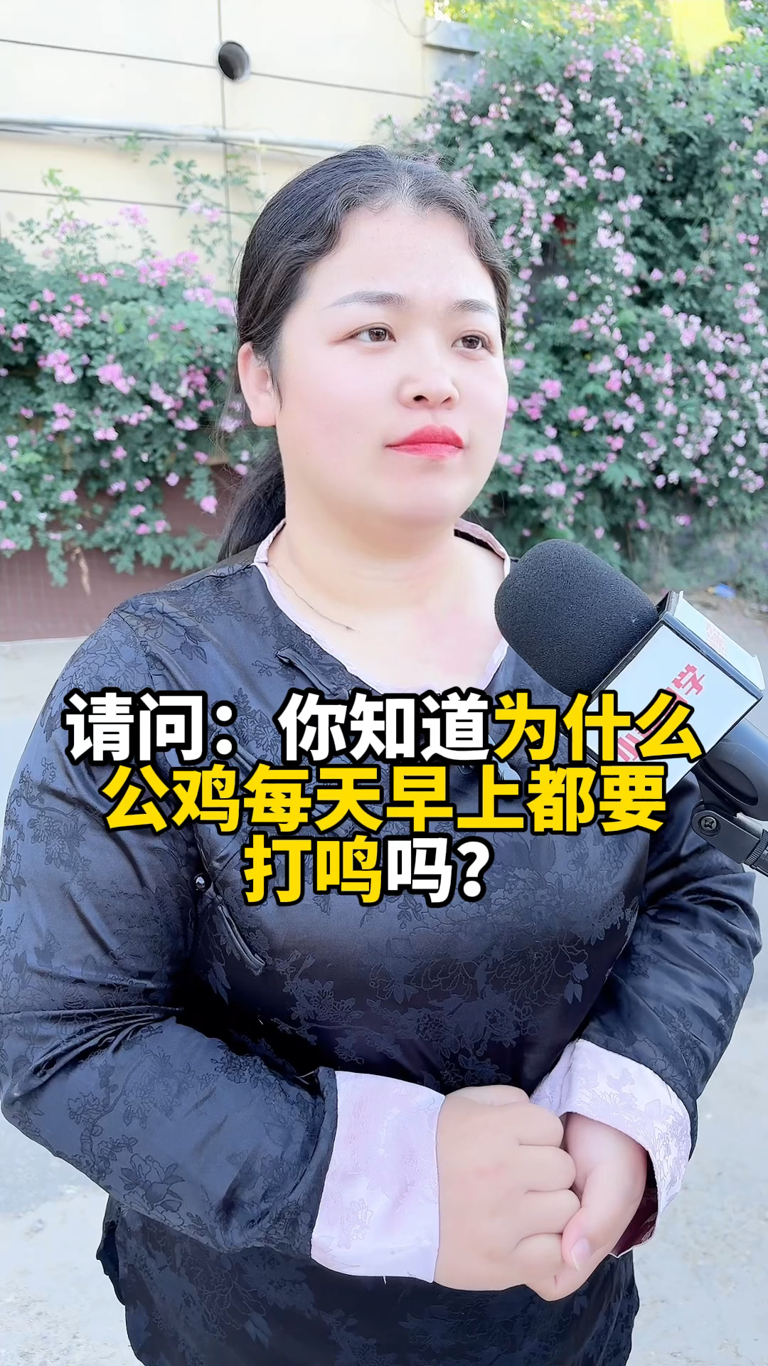 你知道为什么公鸡每天早上都要打鸣吗?