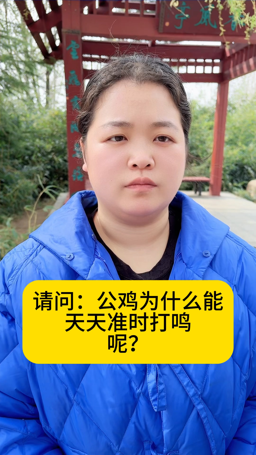 公鸡为什么能天天准时打鸣?