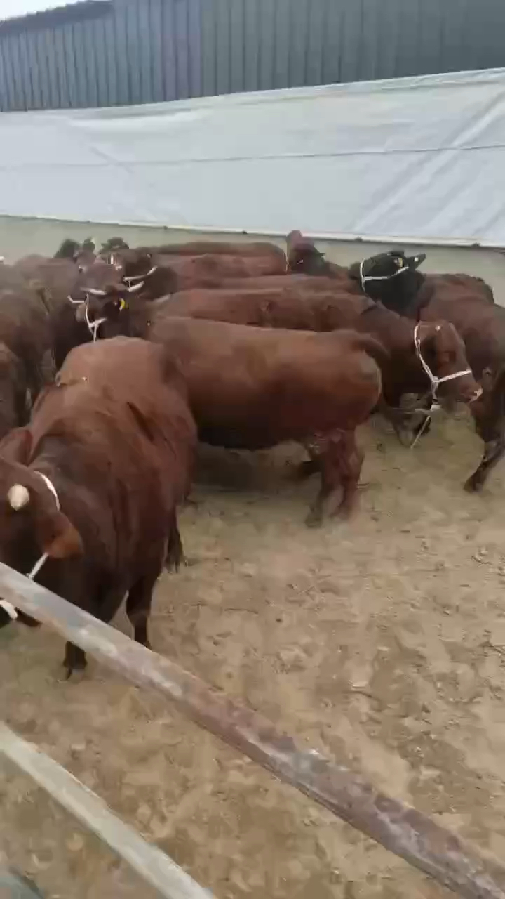 这是秦川牛并非利木赞