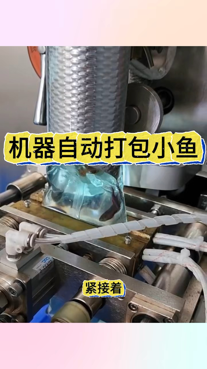 机器自动打包小鱼,里面有氧吗