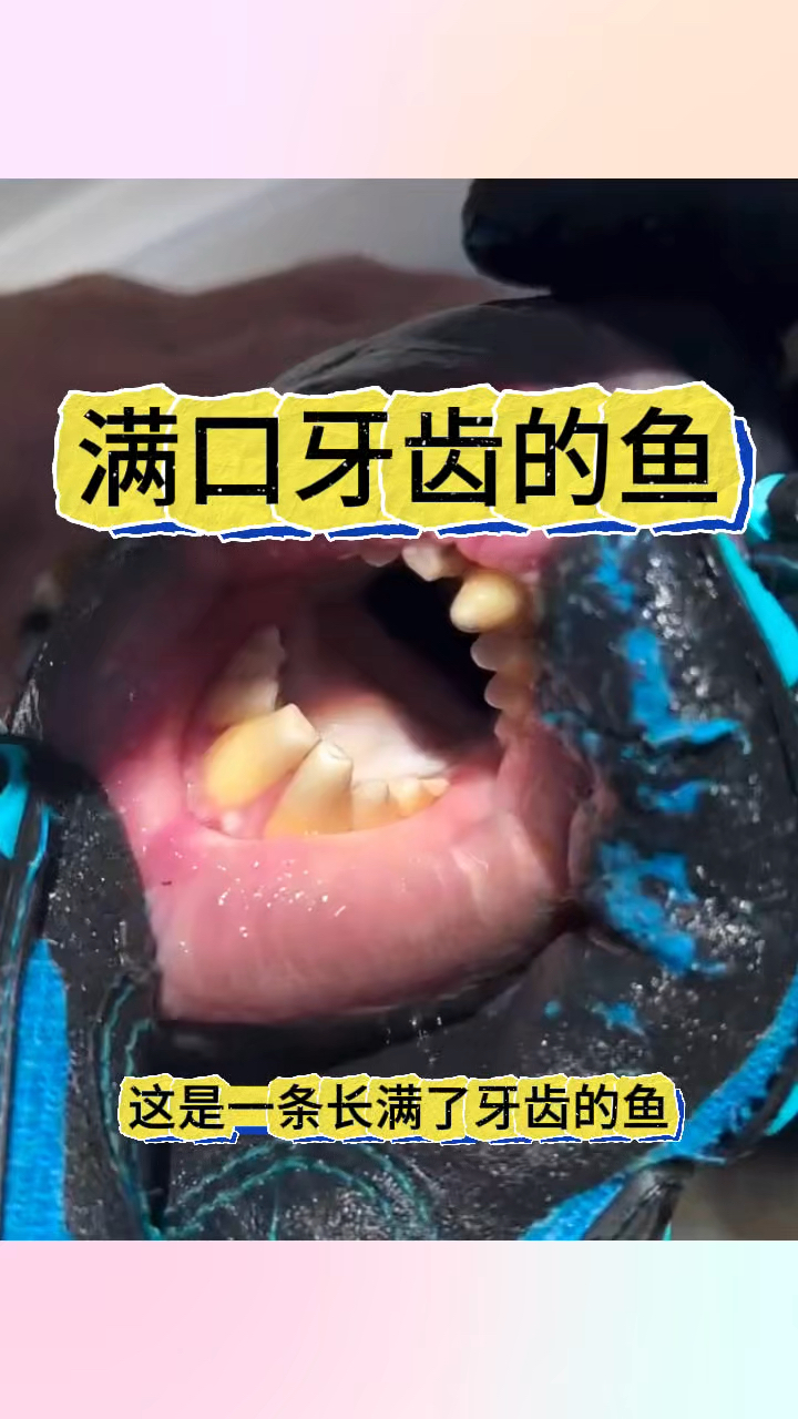 满口牙齿的鱼,锋利无比