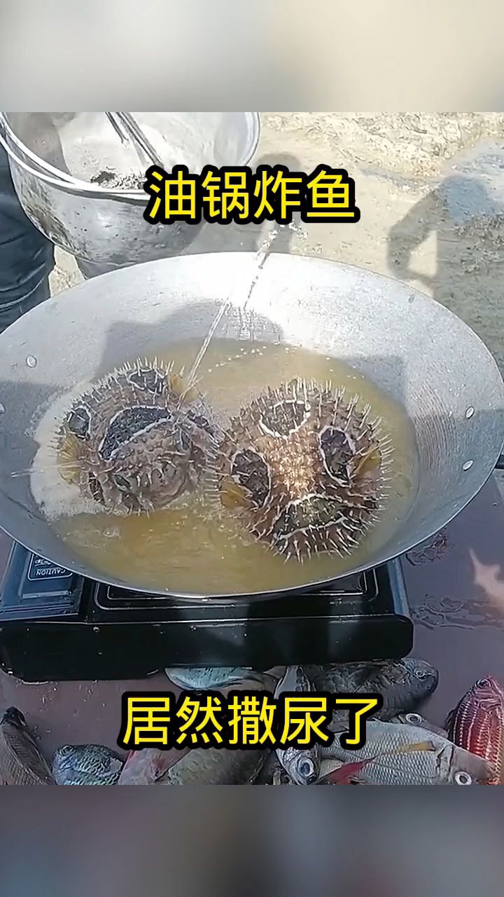 油锅炸鱼,居然撒尿了!