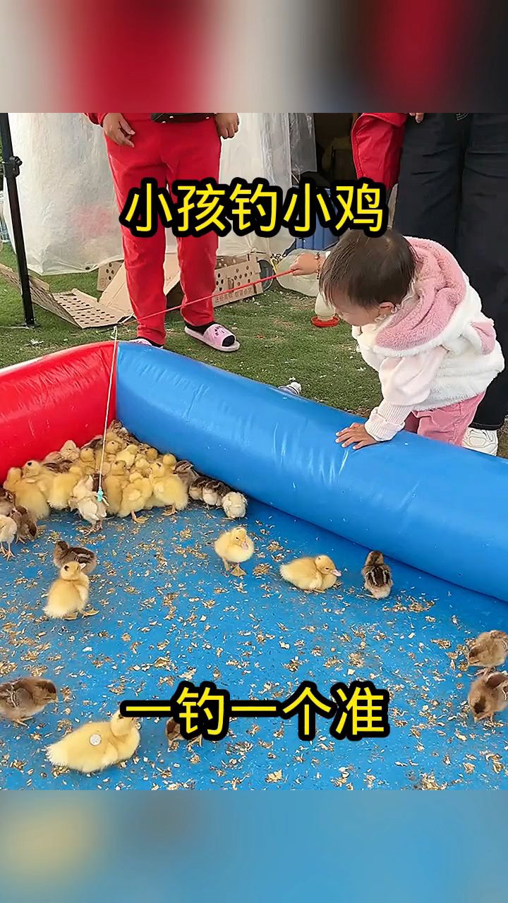 小孩钓小鸡,一钓一个准!