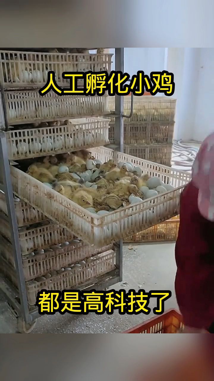 人工孵化小鸡,都是高科技了!