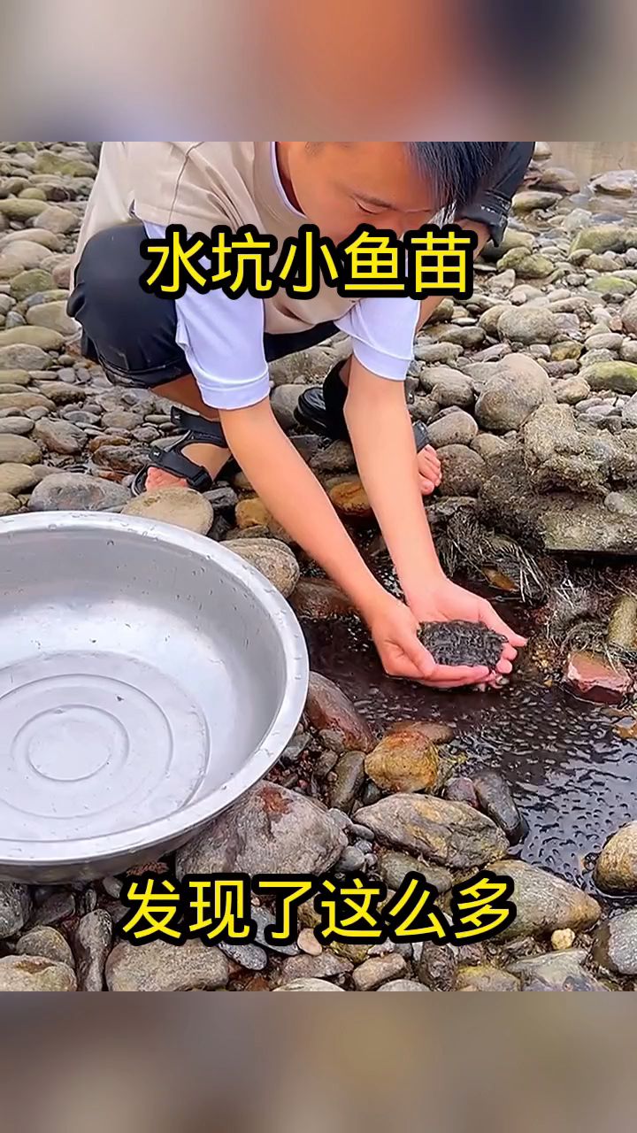 水坑小鱼苗，发现了这么多！