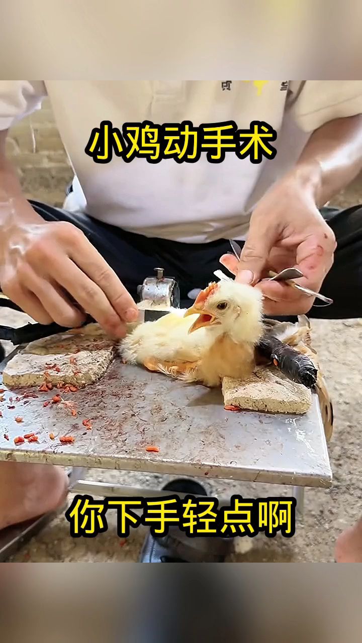 小鸡动手术，你下手轻点啊！