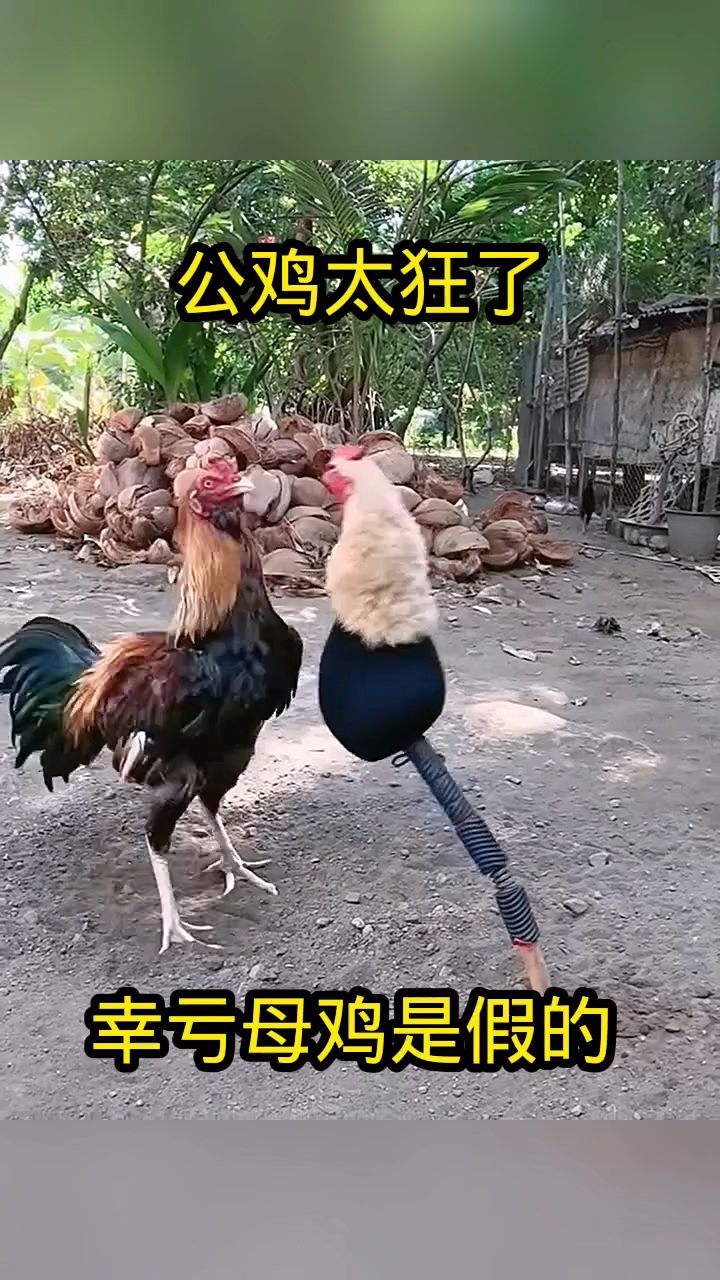 公鸡太狂了，幸亏母鸡是假的！