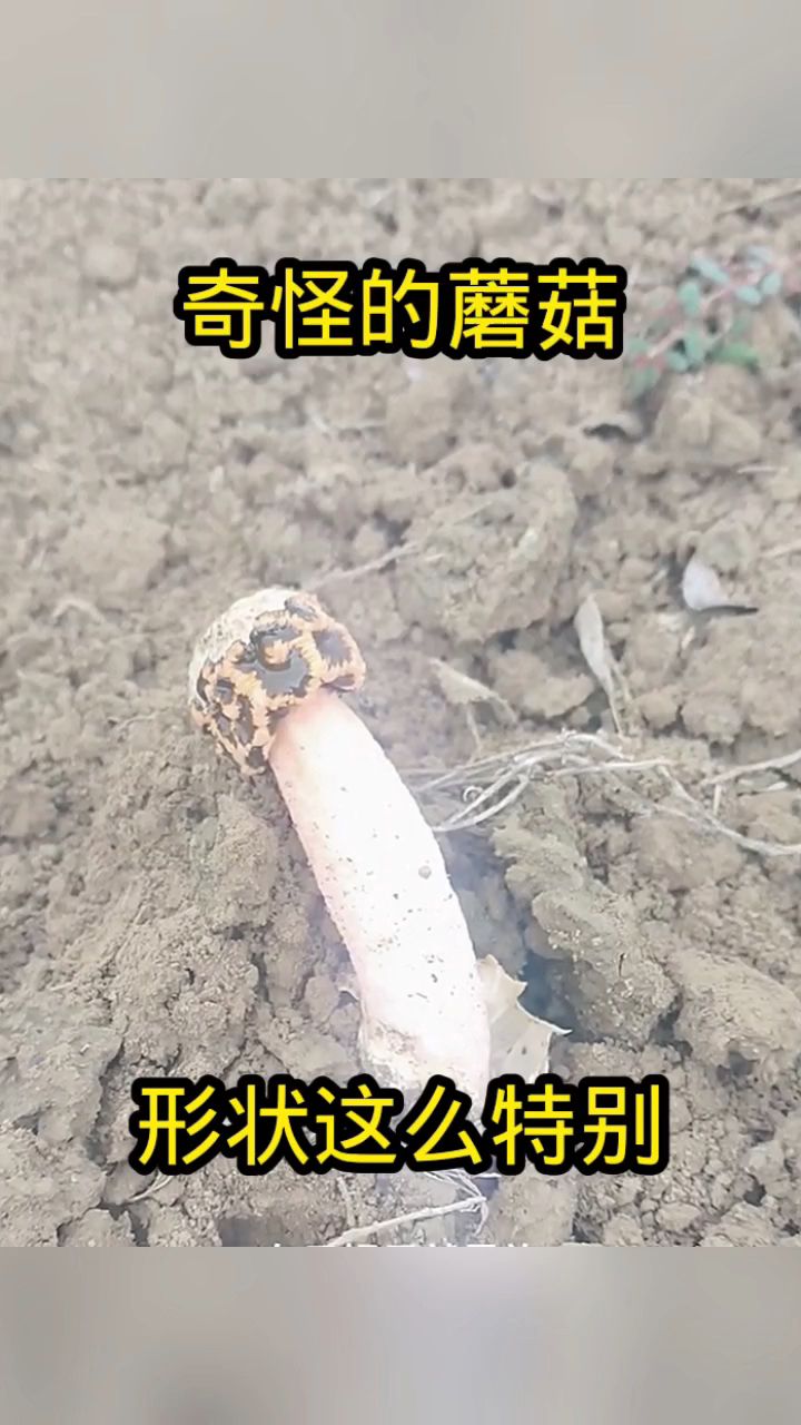 奇怪的蘑菇,形状这么特别!