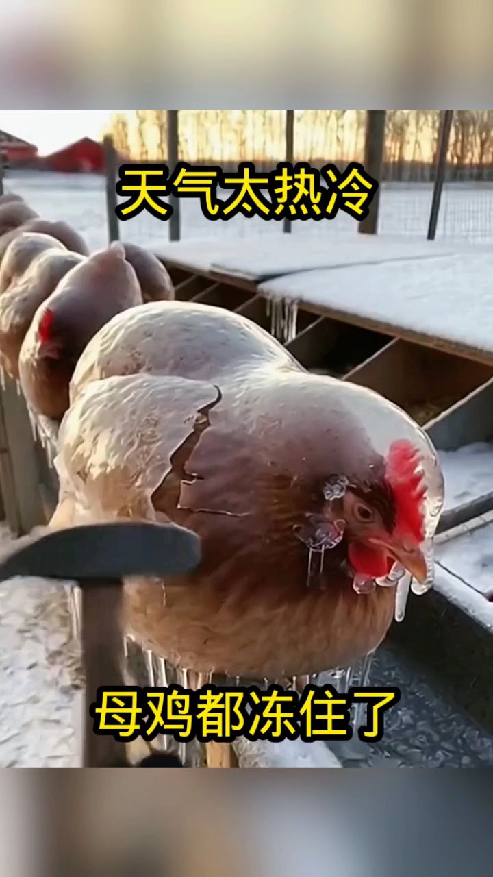 天气太冷，母鸡都冻住了！