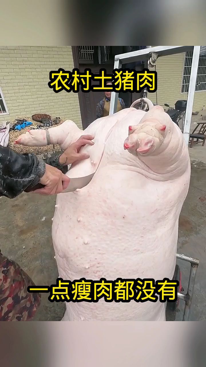 农村土猪肉,一点瘦肉都没有!