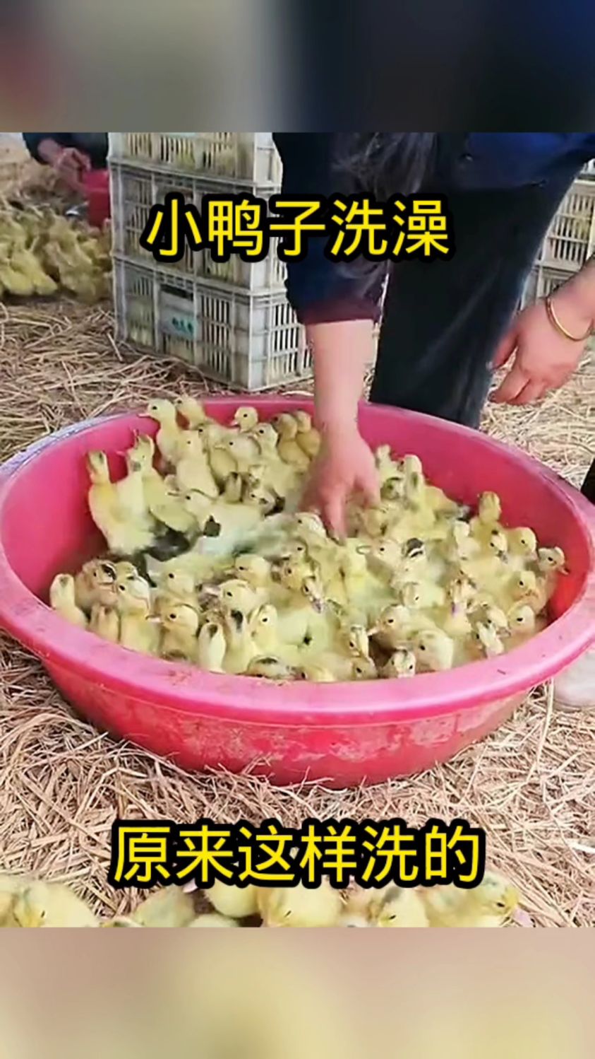 小鸭子洗澡,原来这样洗的!