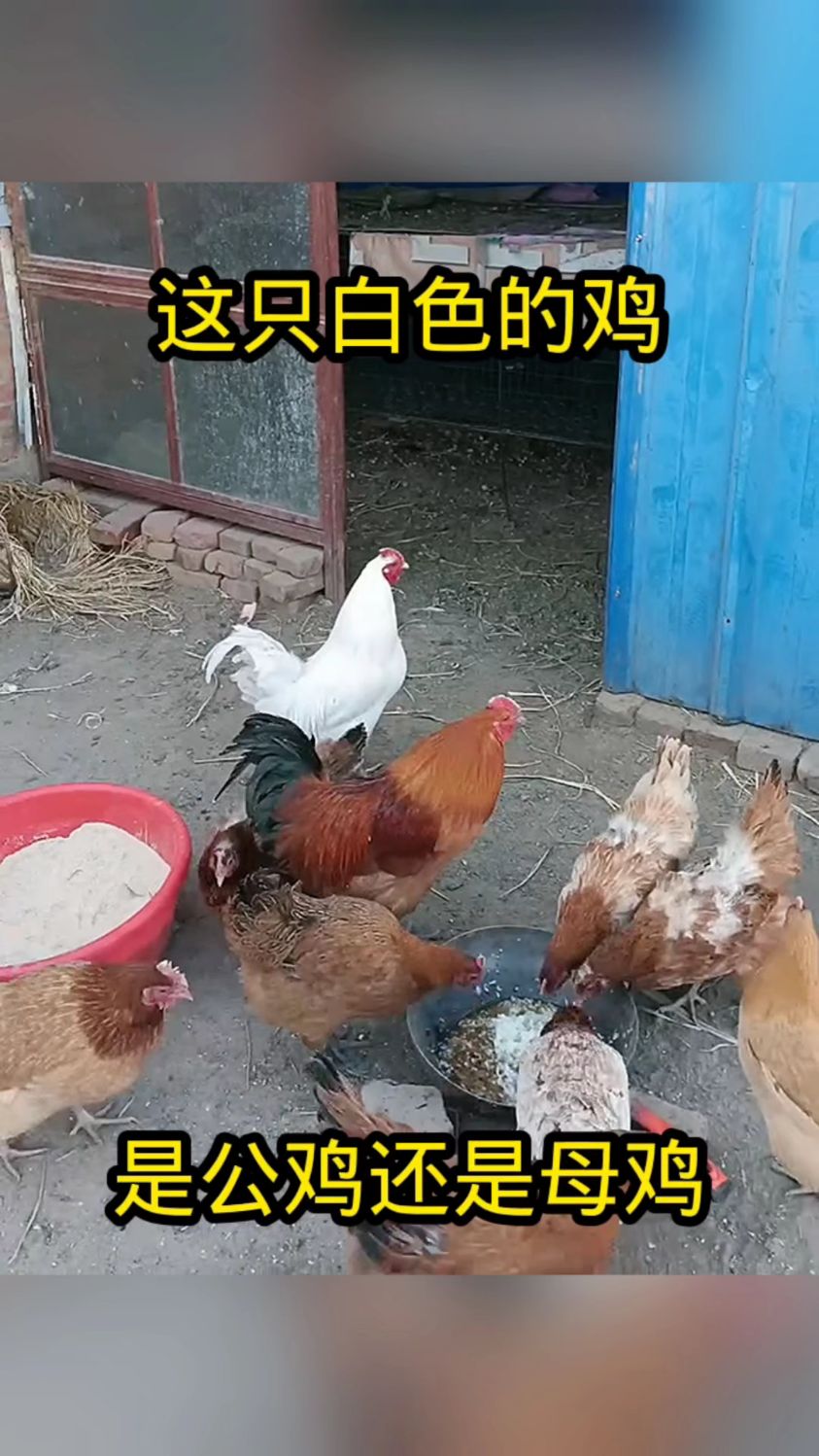 这只白色的鸡,是公鸡还是母鸡!