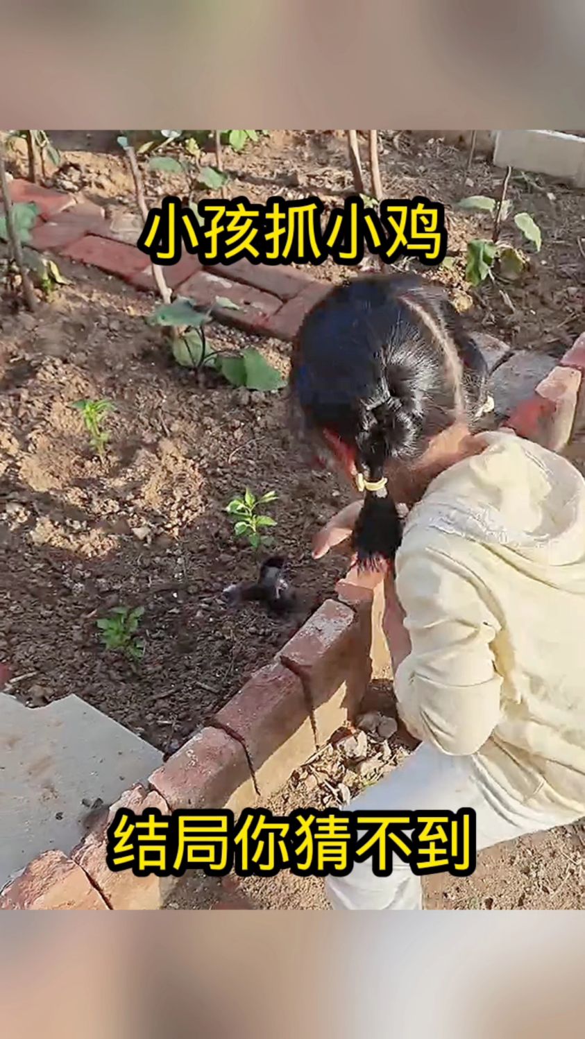 小孩抓小鸡,结局你猜不到!