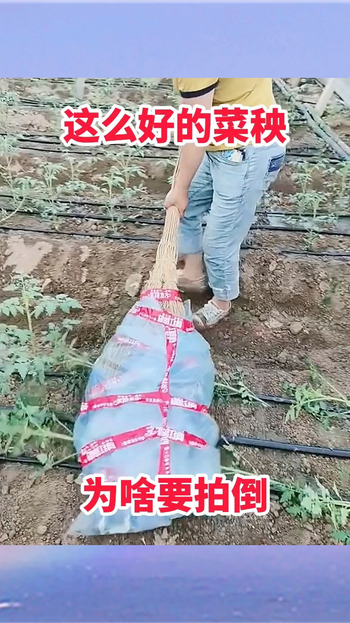这么好的菜秧,为啥要拍倒!