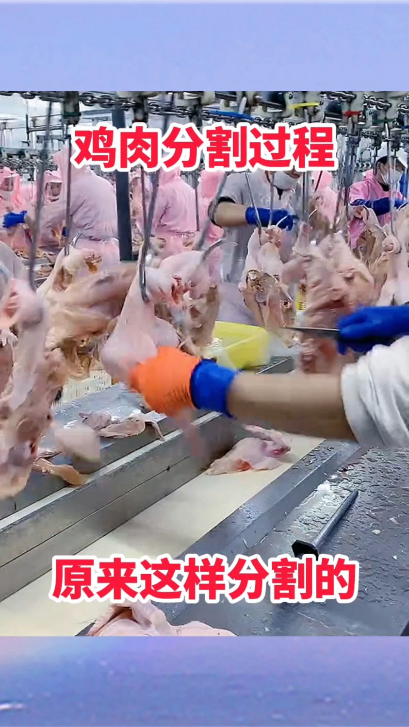 鸡肉分割过程,原来这样分割的!