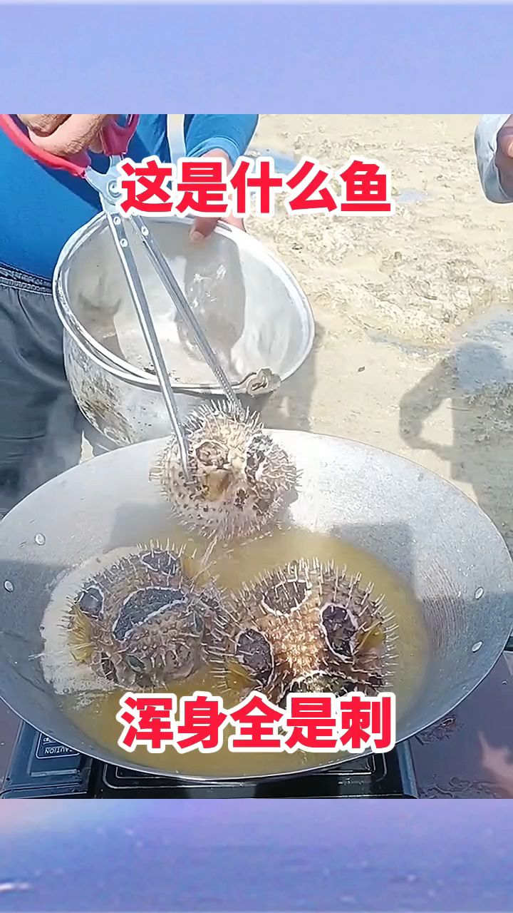 这是什么鱼,全身全是刺!