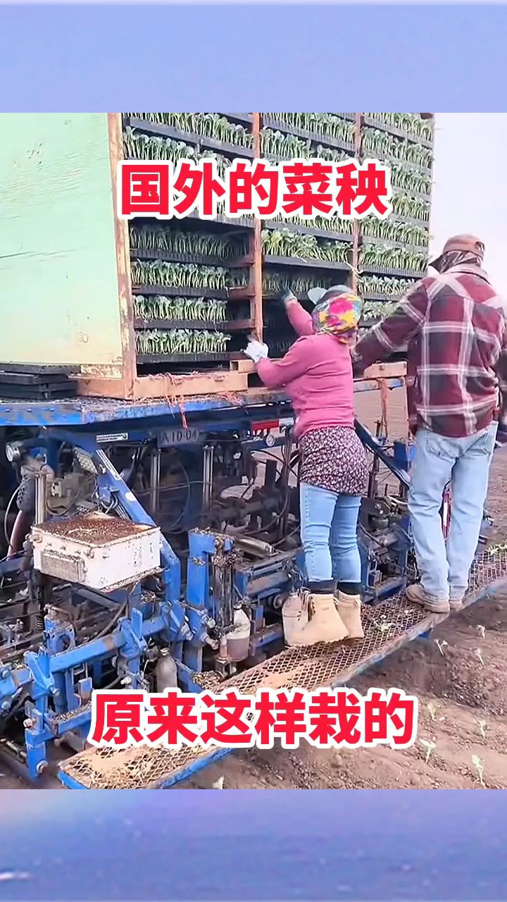 国外的菜秧,原来这样栽的!
