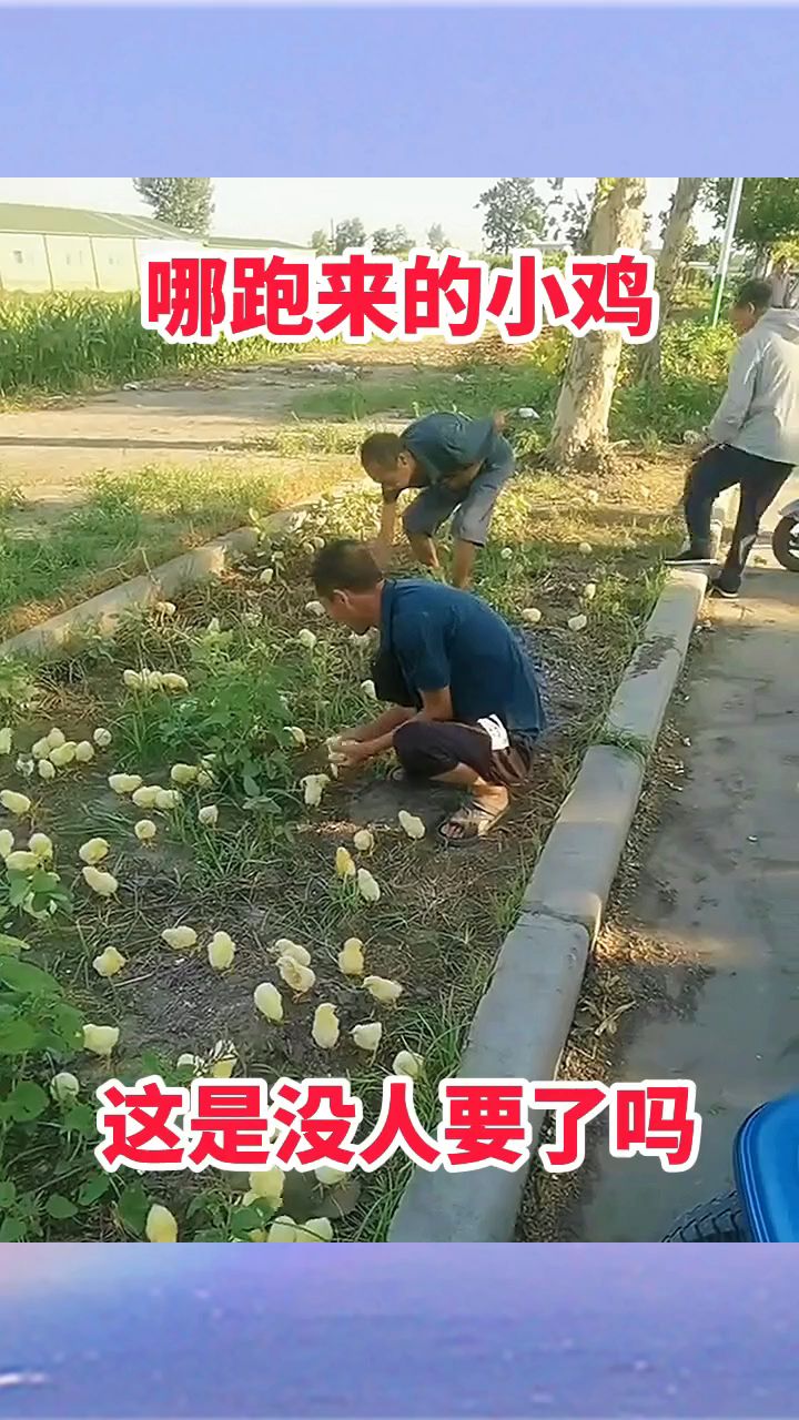 哪跑来的小鸡,是没人要了吗!