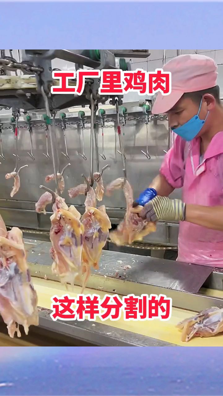 工厂里鸡肉,这样分割的!