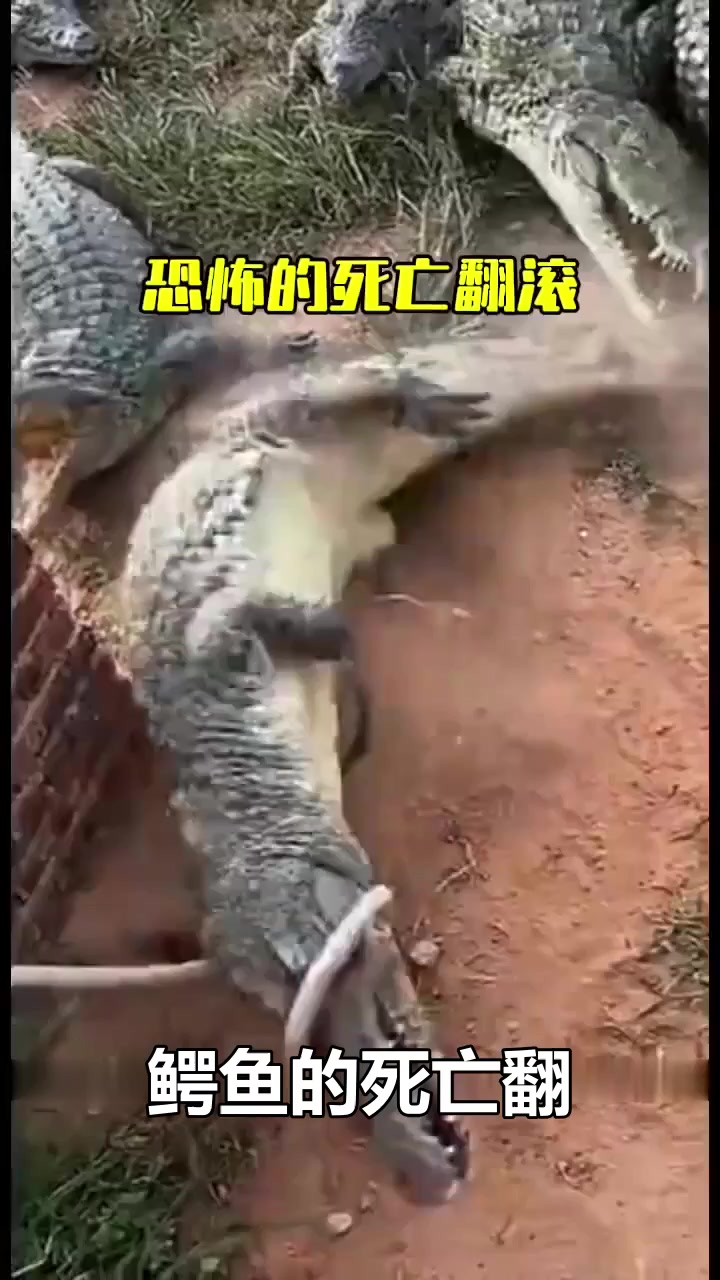 鳄鱼的“死亡翻滚”有多恐怖？钢管在它嘴里瞬间变面条！