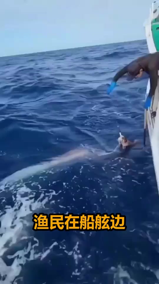 惊险一幕！巨型章鱼深海营救同伴，渔民空手而归！