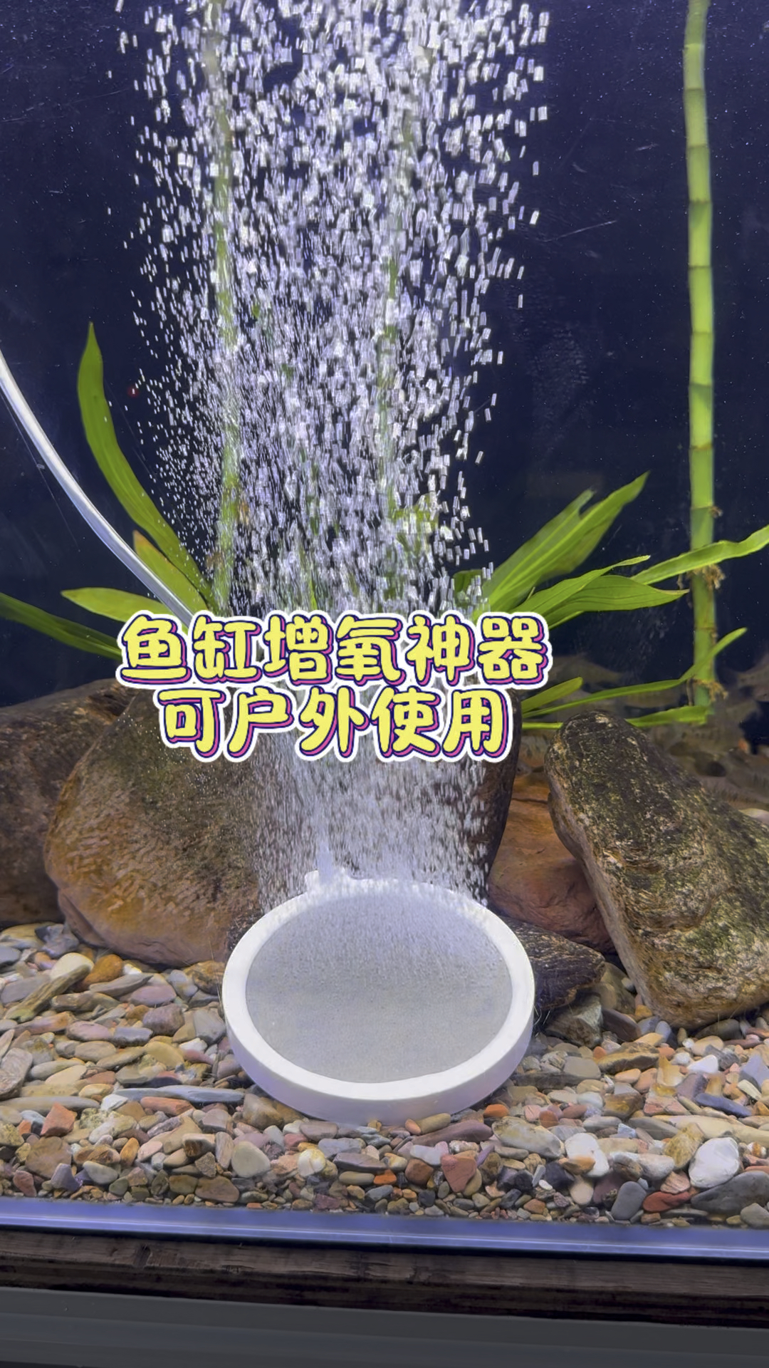 USB鱼缸增氧泵可以户外使用 #水族 #养鱼日记 #观赏鱼