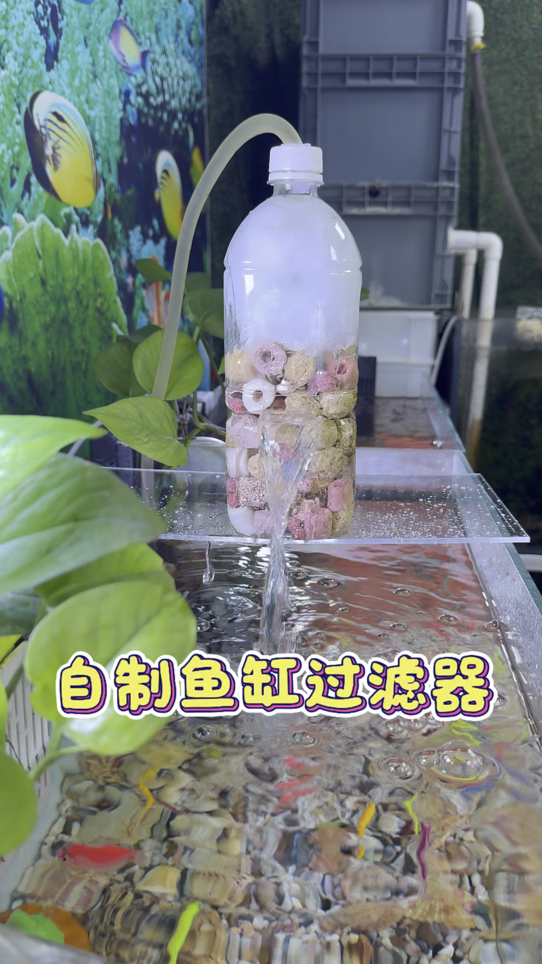 自制鱼缸过滤器 #水族 #养鱼养心 #观赏鱼