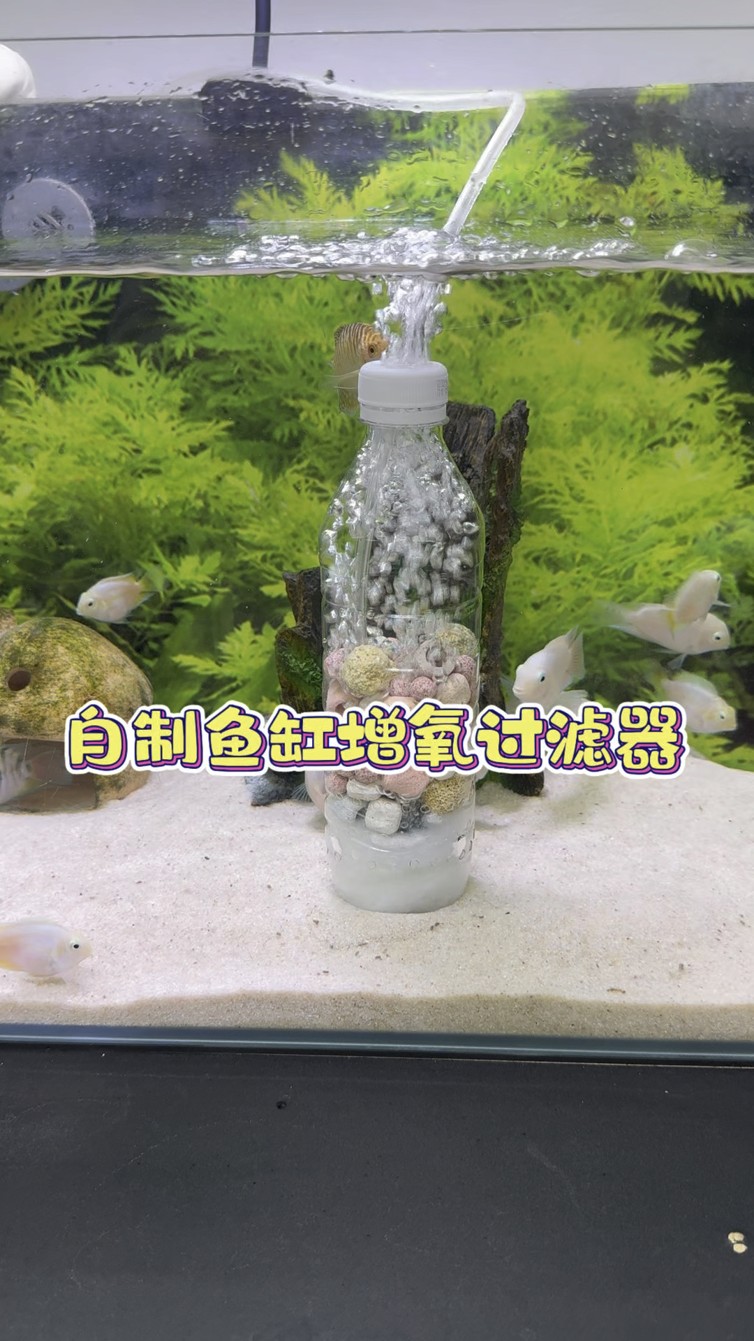 自制鱼缸增氧过滤器 #水族 #养鱼日记 #观赏鱼