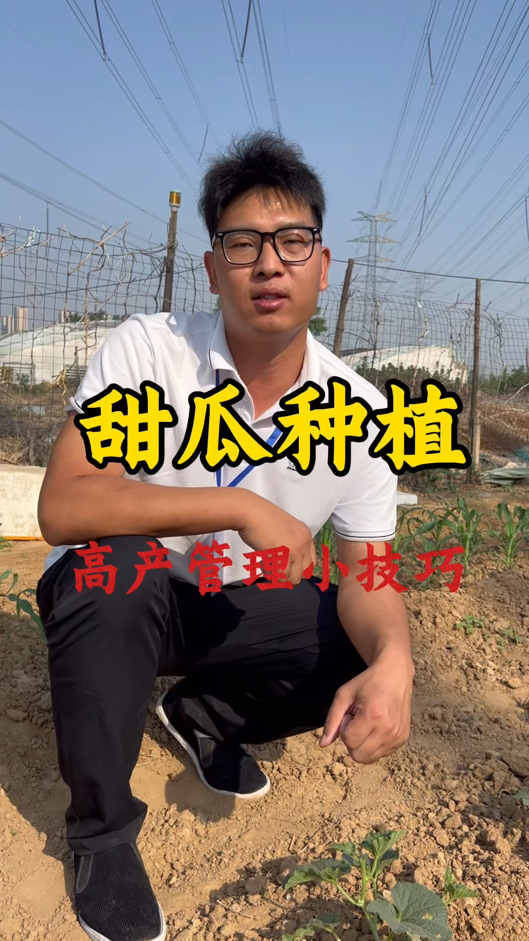甜瓜高产管理小技巧小动作大作用#甜瓜种植 #甜瓜 #甜瓜种植技术