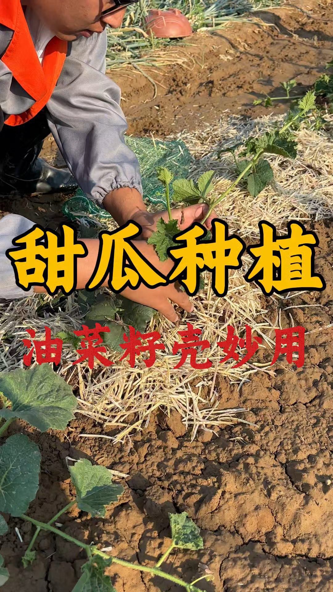 油菜籽壳在甜瓜种植中的妙用 #甜瓜种植 #甜瓜种植技术 #甜瓜管理
