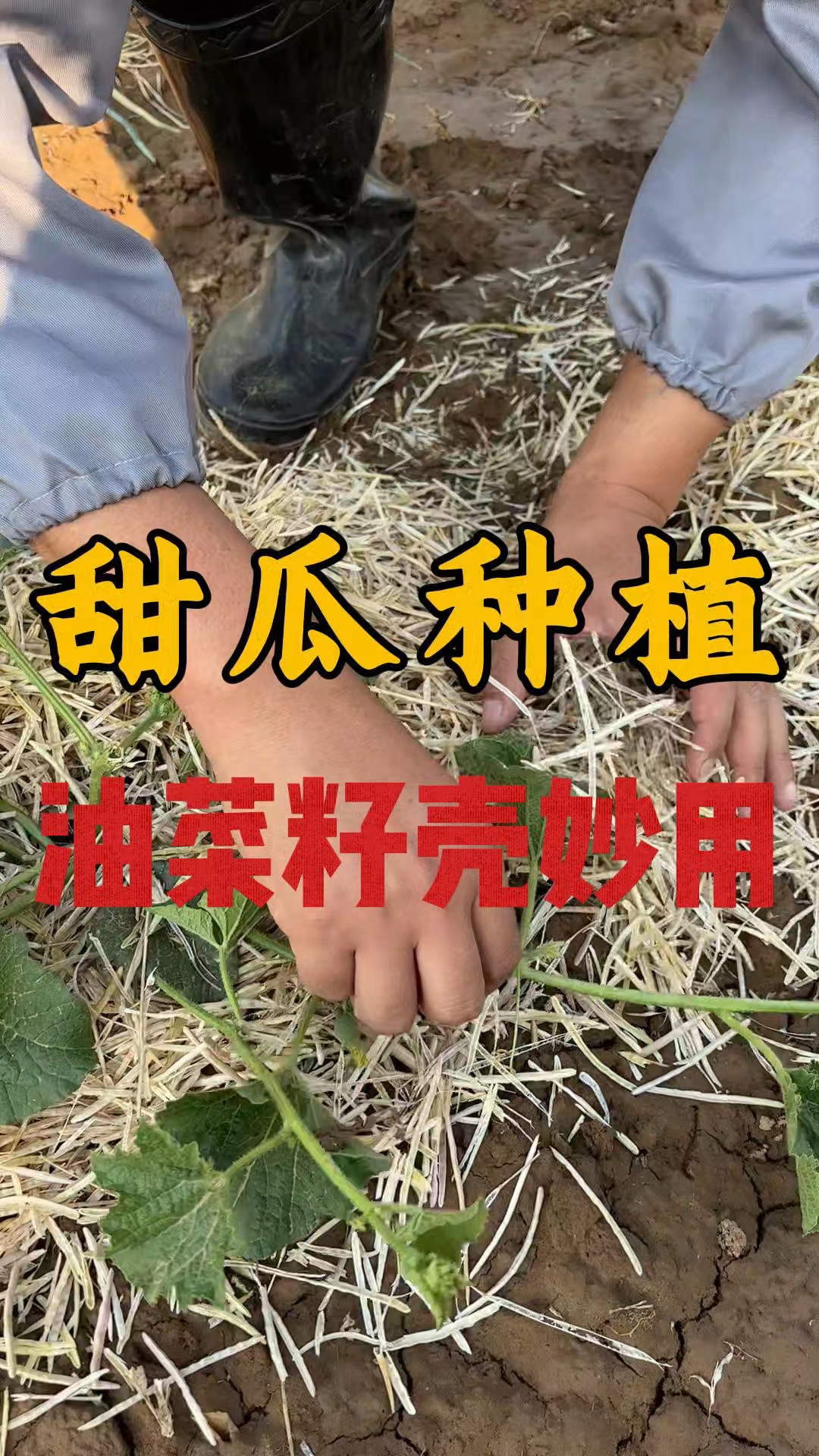 油菜籽壳妙用#甜瓜种植 #甜瓜种植技术 #甜瓜管理 #种植小技巧