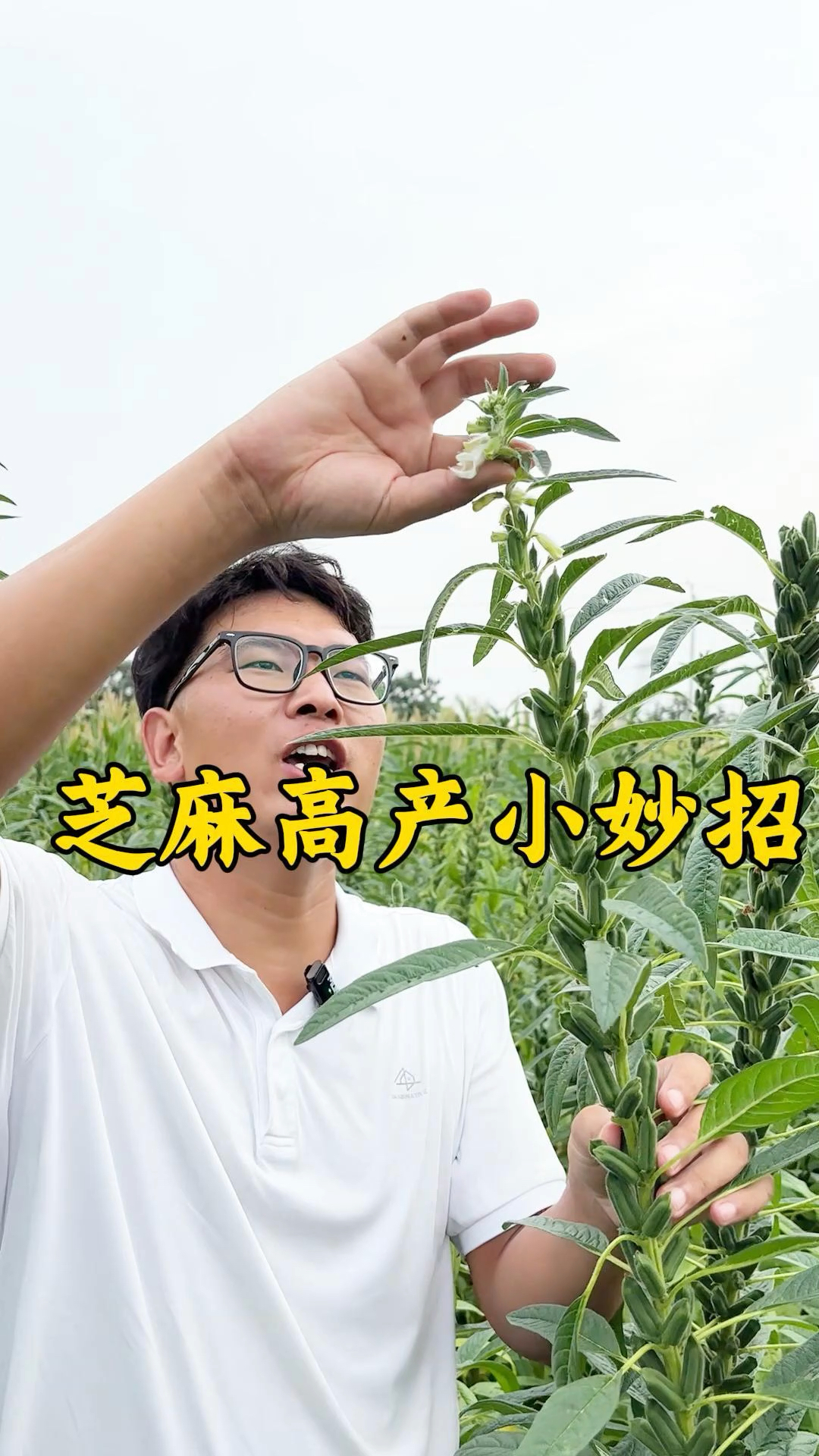 芝麻高产小妙招 #芝麻高产管理 #芝麻种植技术 #种植小技巧