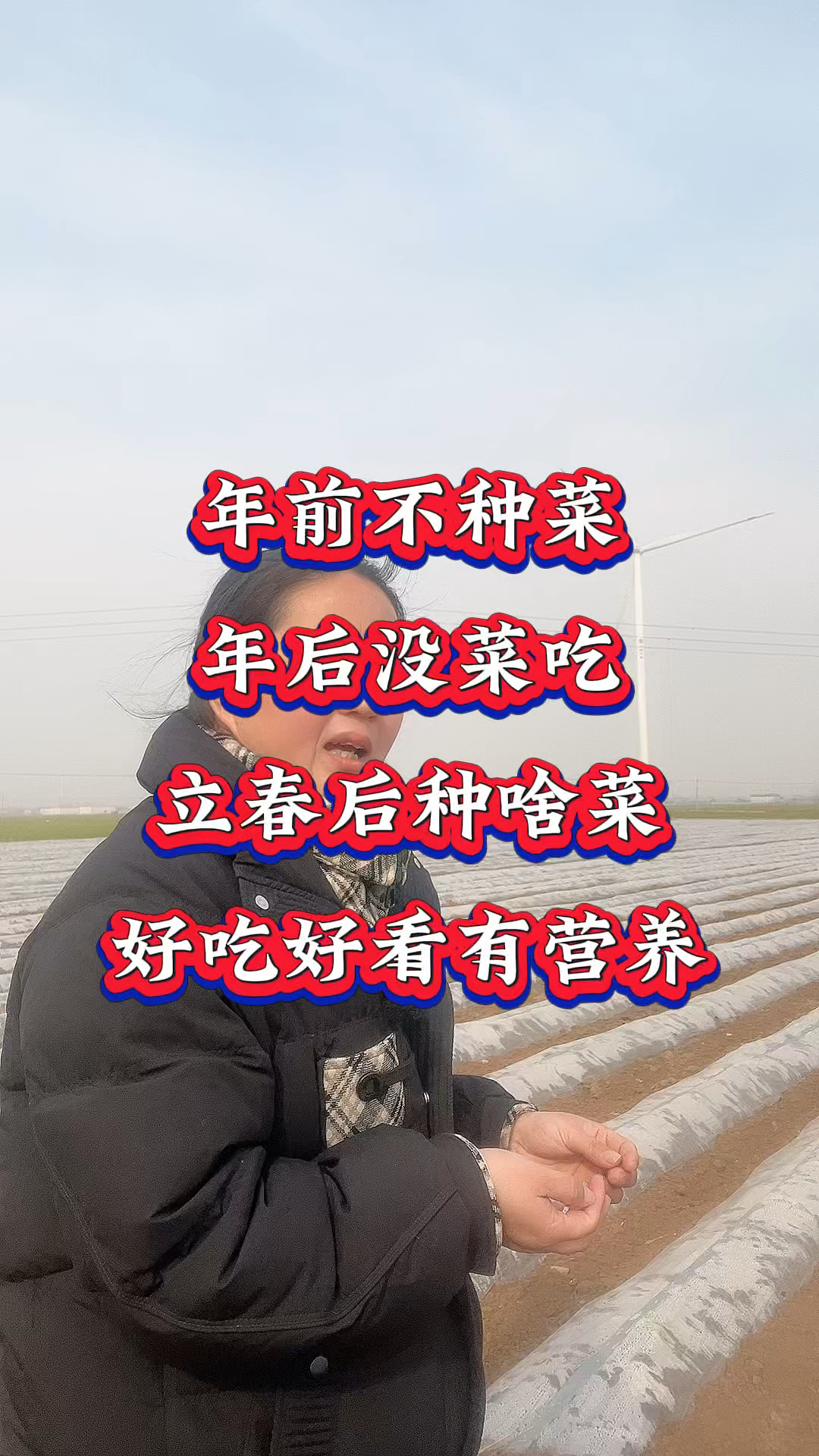 蔬菜种植板蓝根青菜